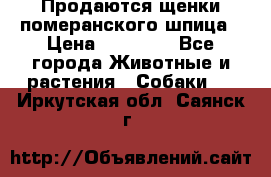 Продаются щенки померанского шпица › Цена ­ 45 000 - Все города Животные и растения » Собаки   . Иркутская обл.,Саянск г.